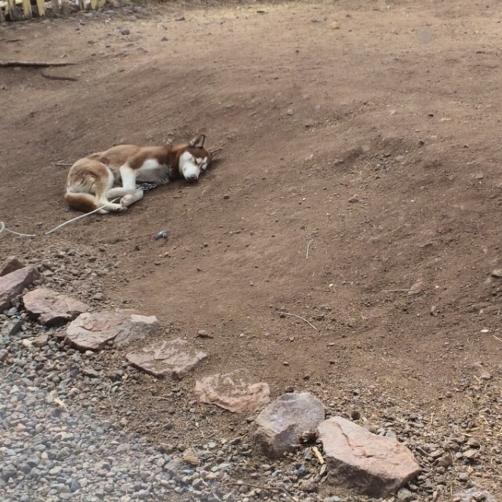 Meet your Posher, Samuel